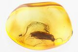 Detailed Fossil Caddisfly (Trichoptera) In Baltic Amber #325455-1